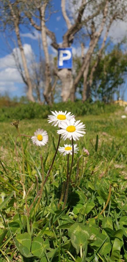 La Dolce Vita Castelfidardo Buitenkant foto