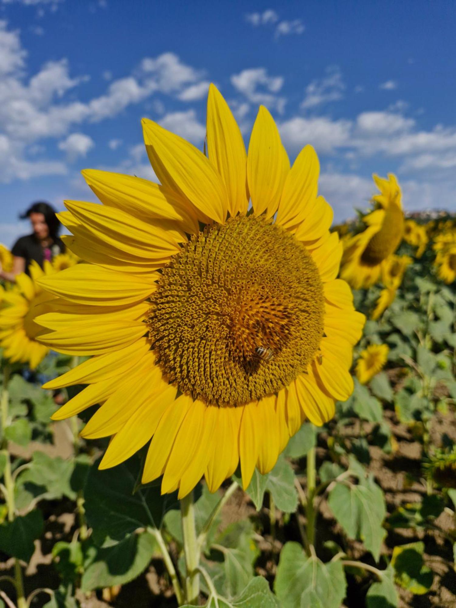 La Dolce Vita Castelfidardo Buitenkant foto